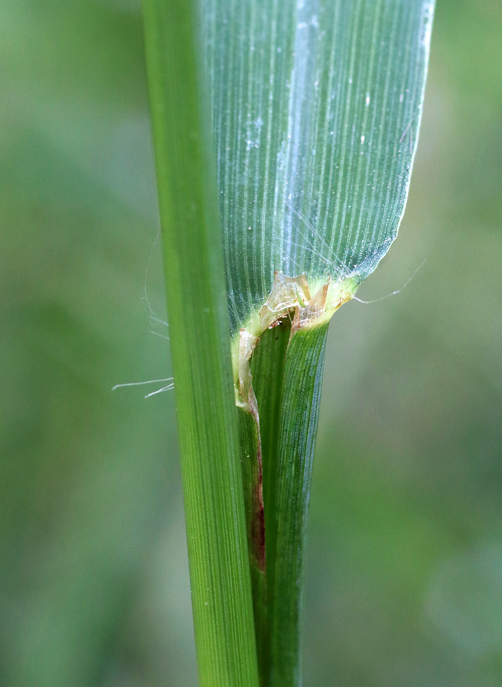 Изображение особи Paspalum dilatatum.