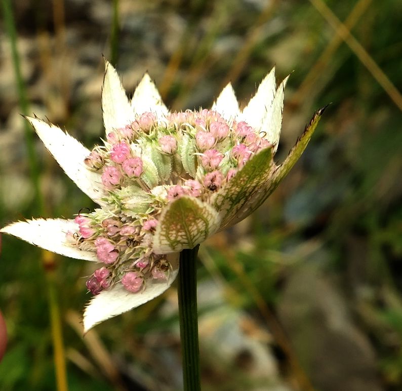 Изображение особи Astrantia maxima.