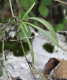 Centranthus ruber