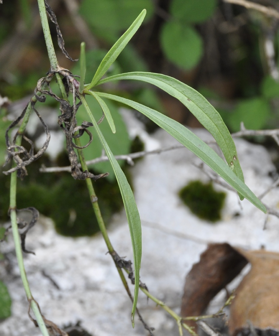 Изображение особи Centranthus ruber.
