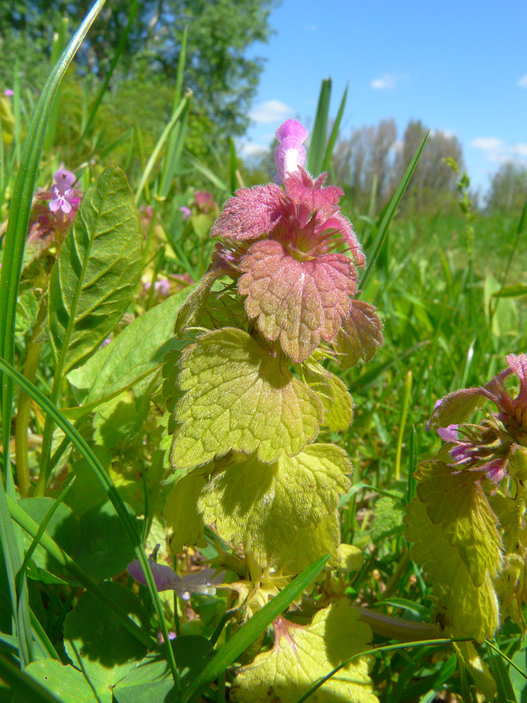 Изображение особи Lamium purpureum.