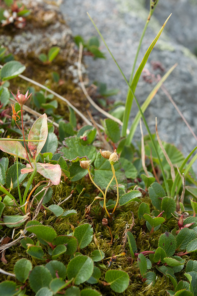 Изображение особи Polytrichastrum alpinum.