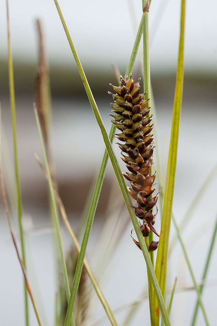 Изображение особи Carex rotundata.