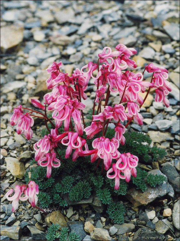 Image of Dicentra peregrina specimen.