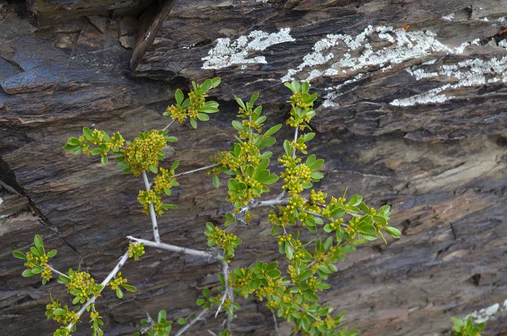 Image of Rhamnus songorica specimen.