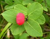 Lonicera chamissoi