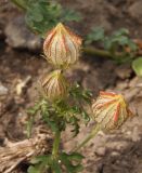 Hibiscus trionum. Верхушка побега с незрелыми плодами. Украина, Запорожская обл., Черниговский р-н, окр. пос. Черниговка, поле подсолнечника. 01.08.2016.