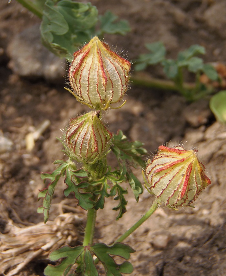 Изображение особи Hibiscus trionum.