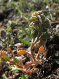 Clypeola jonthlaspi. Плодоносящее растение. Крым, Балаклава, приморские склоны. 26 марта 2010 г.