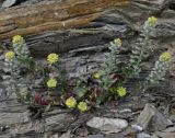 род Alyssum