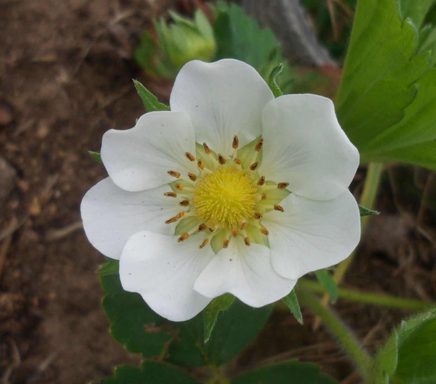 Image of Fragaria &times; ananassa specimen.