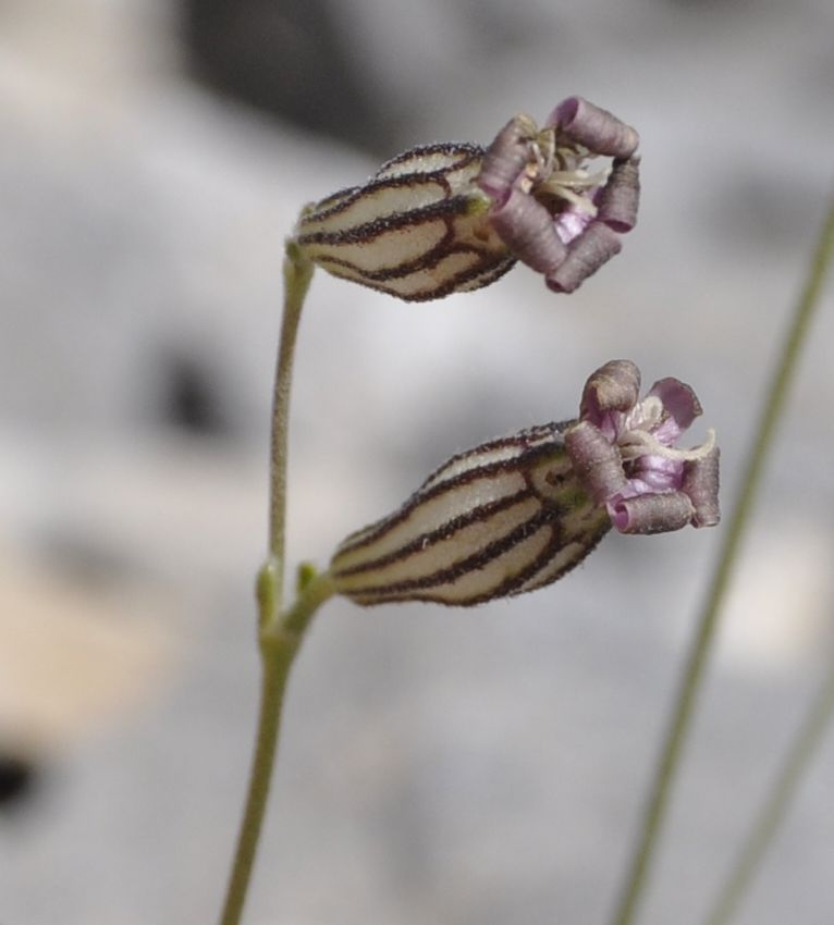 Image of Silene ciliata ssp. graefferi specimen.