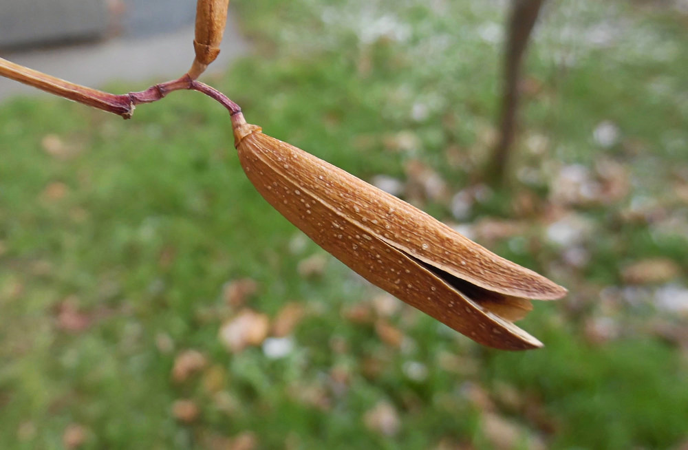 Image of Syringa reticulata specimen.