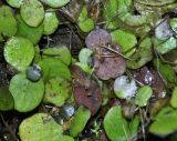 Spirodela polyrhiza