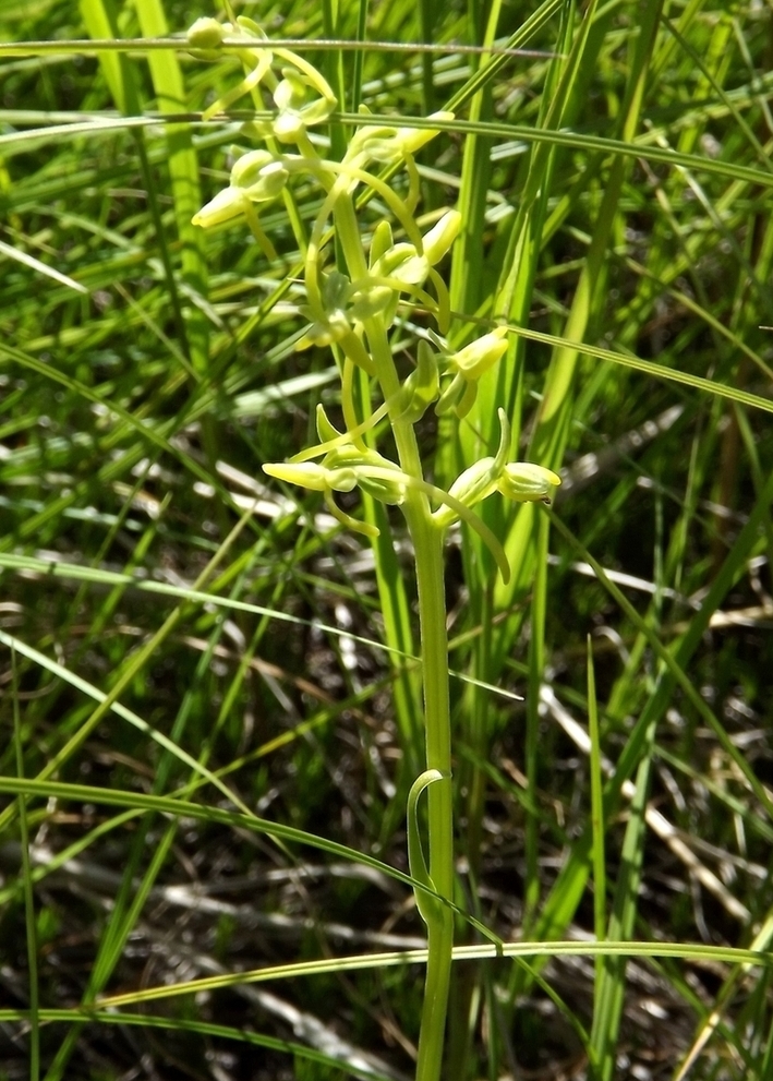 Изображение особи Platanthera tipuloides.