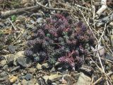 Sedum pallidum