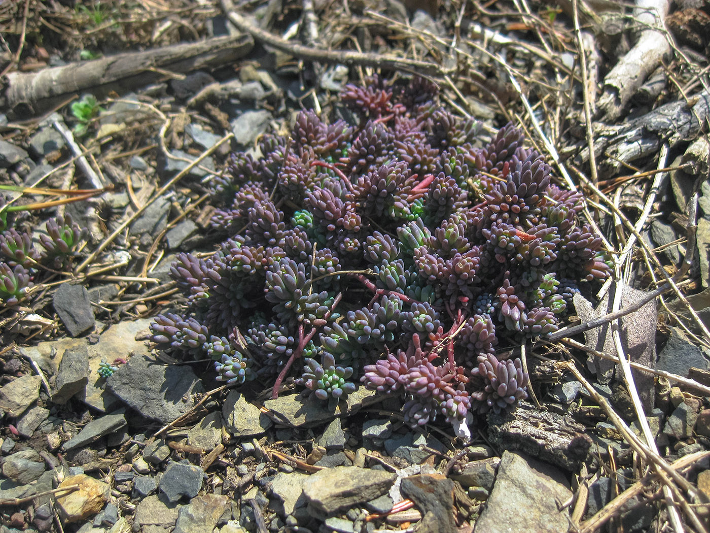 Изображение особи Sedum pallidum.