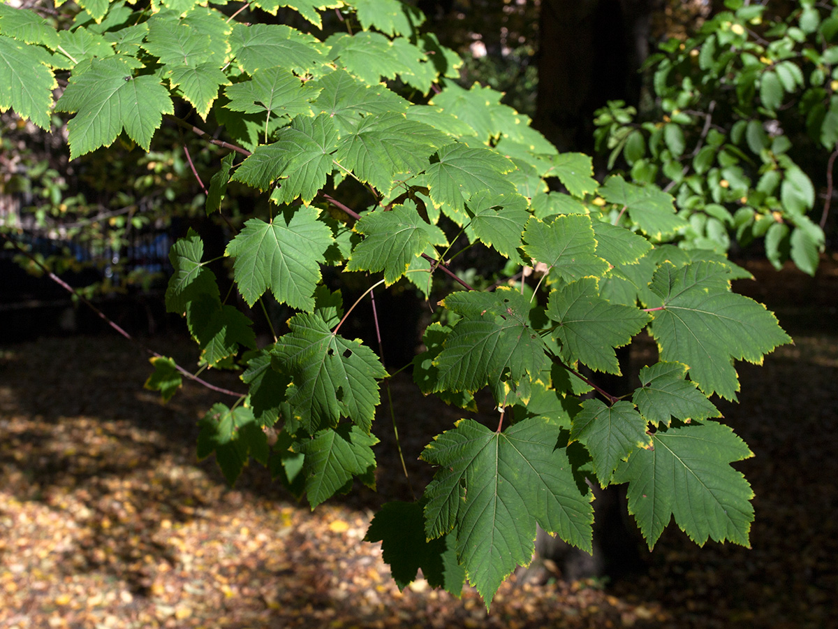 Image of Acer glabrum specimen.