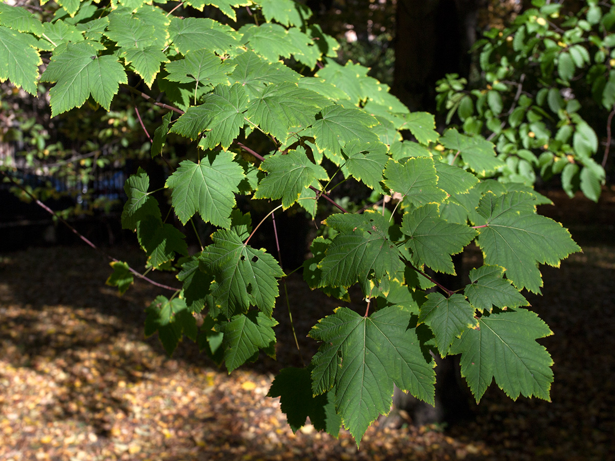 Изображение особи Acer glabrum.