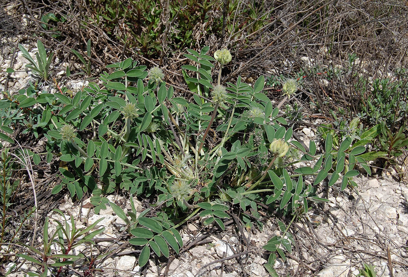 Image of Hedysarum grandiflorum specimen.