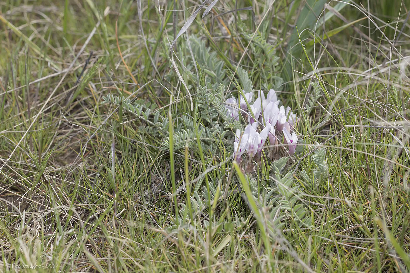 Изображение особи Astragalus dolichophyllus.