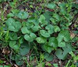 Asarum europaeum. Молодые листья. Московская обл., Раменский р-н, окр. ж.-д. платформы Хрипань, смешанный лес у ЛЭП. 12.05.2017.