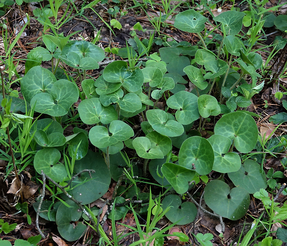 Image of Asarum europaeum specimen.