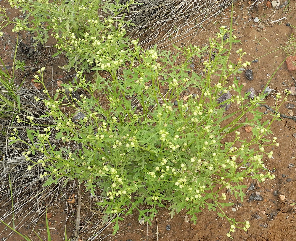 Изображение особи Parthenium hysterophorus.