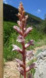 Orobanche crenata. Верхушка соцветия. Крым, окр. Севастополя, Чернореченский каньон, на тропе под скалой. 26 мая 2017 г.