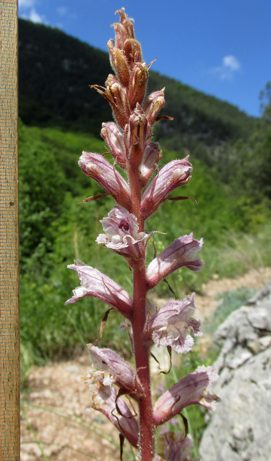Image of Orobanche crenata specimen.