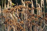 Tanacetum vulgare. Верхушка плодоносящего растения. Ленинградская область, Всеволожский район, окрестности посёлка Мурино, железнодорожная станция Девяткино. 10.10.2009.