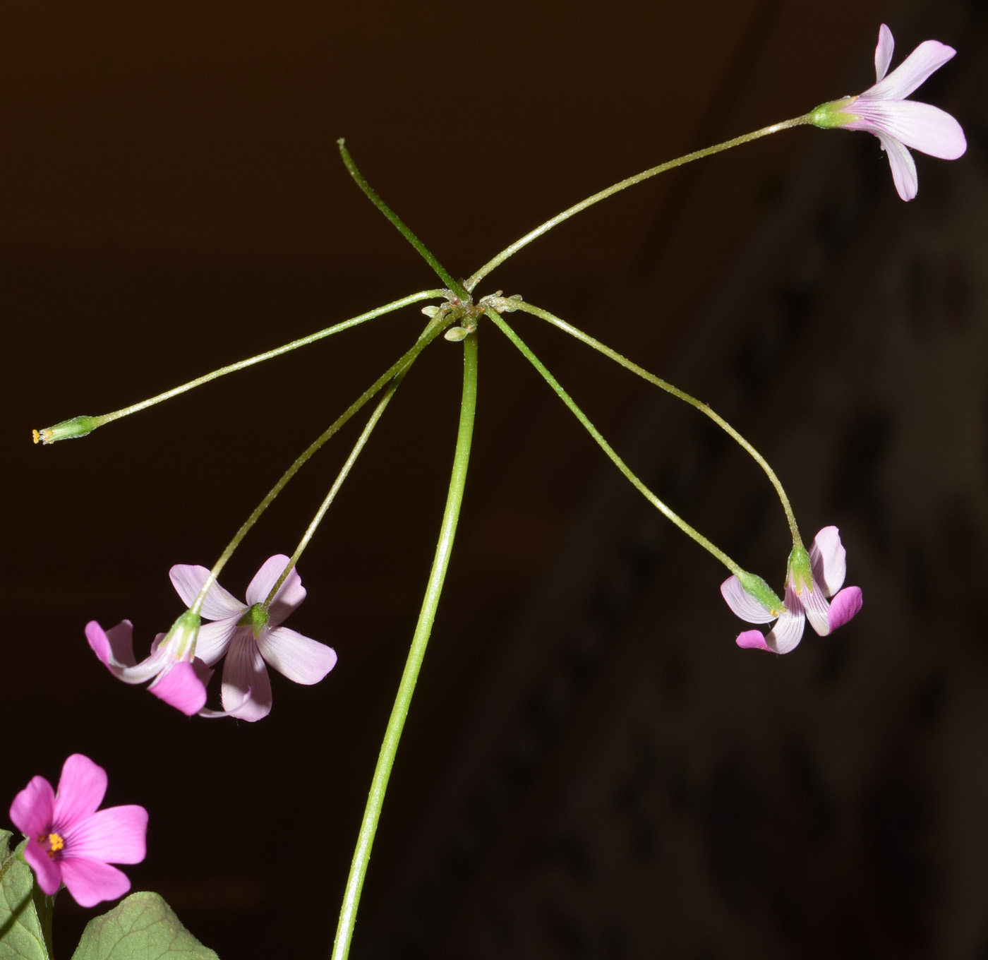 Изображение особи Oxalis articulata.