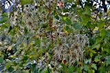 Clematis vitalba. Соплодия со зреющими плодами. Крым, Судак, окраина мкр. Уютное, низина ЮВ склона горы Перчем. 02.10.2014.