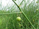 Asparagus officinalis