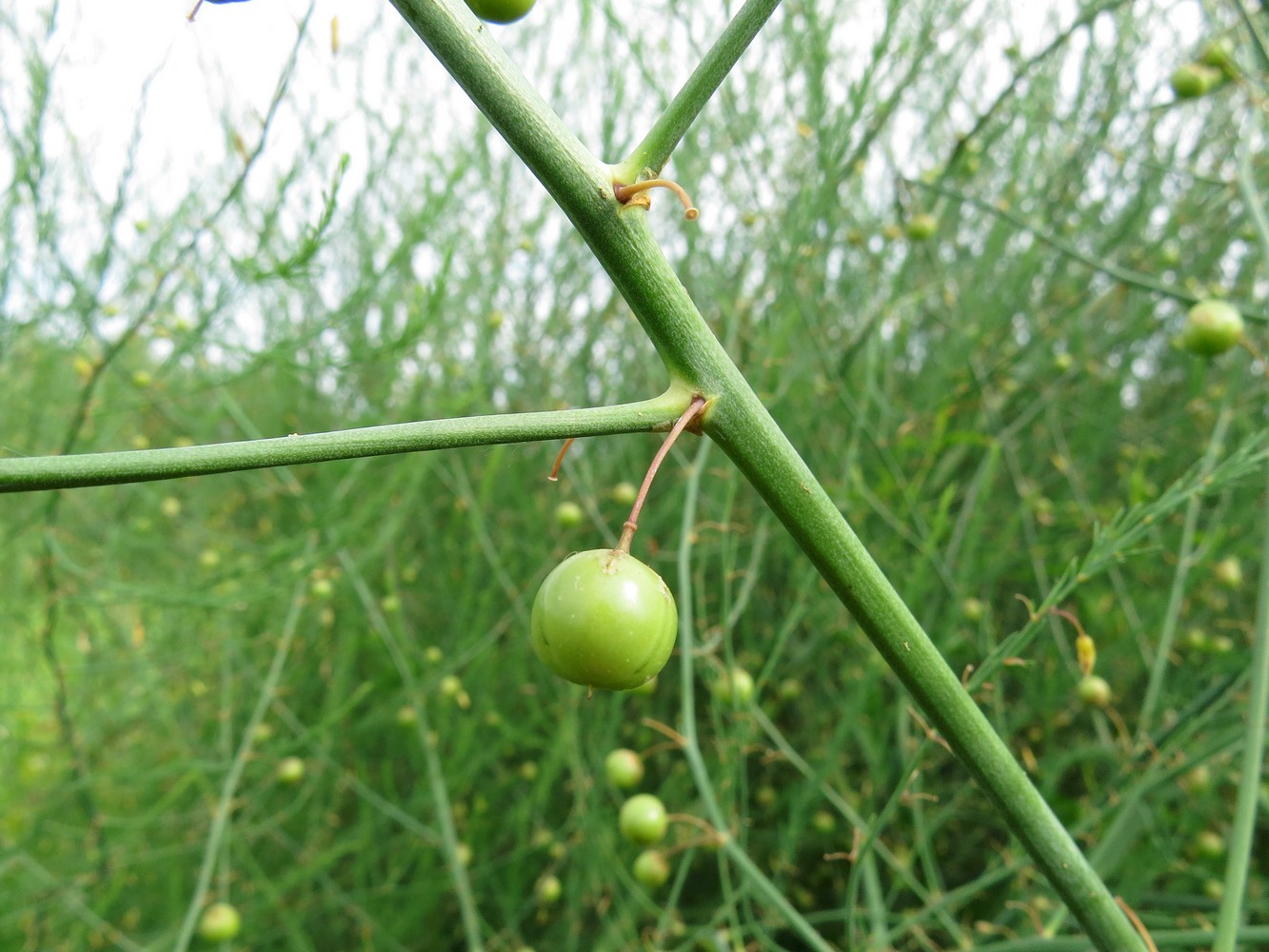 Image of Asparagus officinalis specimen.