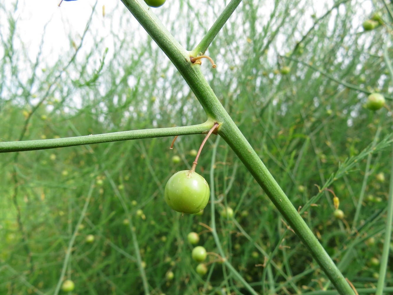 Изображение особи Asparagus officinalis.