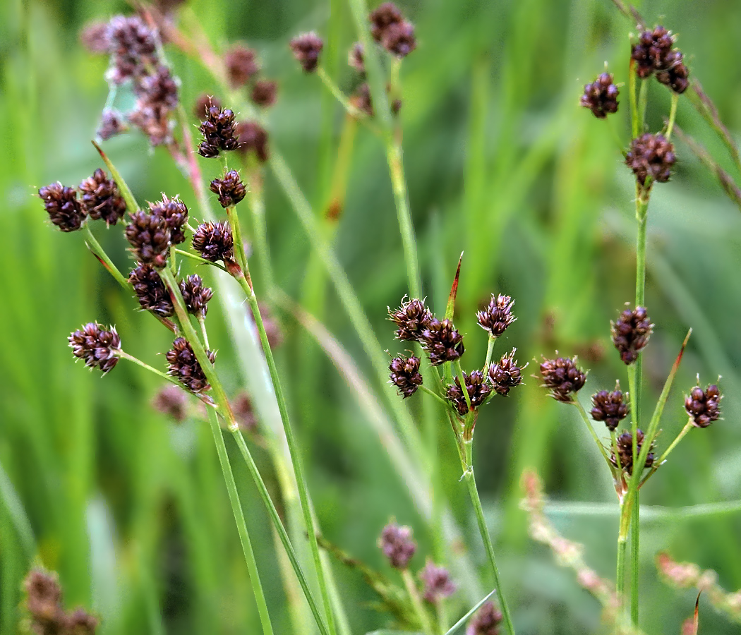 Image of Luzula multiflora specimen.