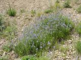 Nepeta narynensis