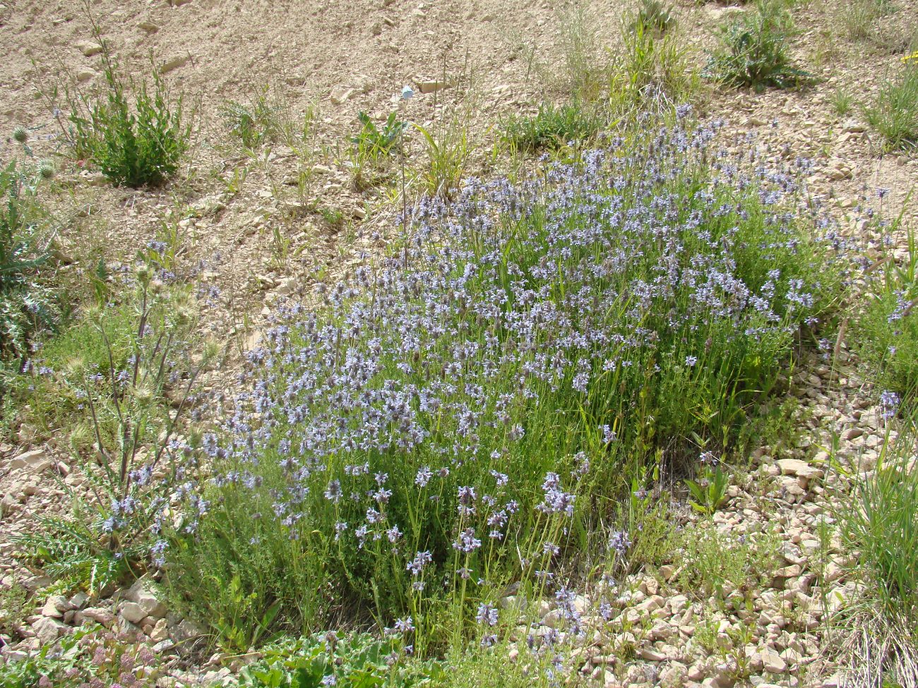 Image of Nepeta narynensis specimen.
