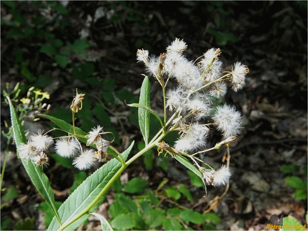 Image of Senecio ovatus specimen.