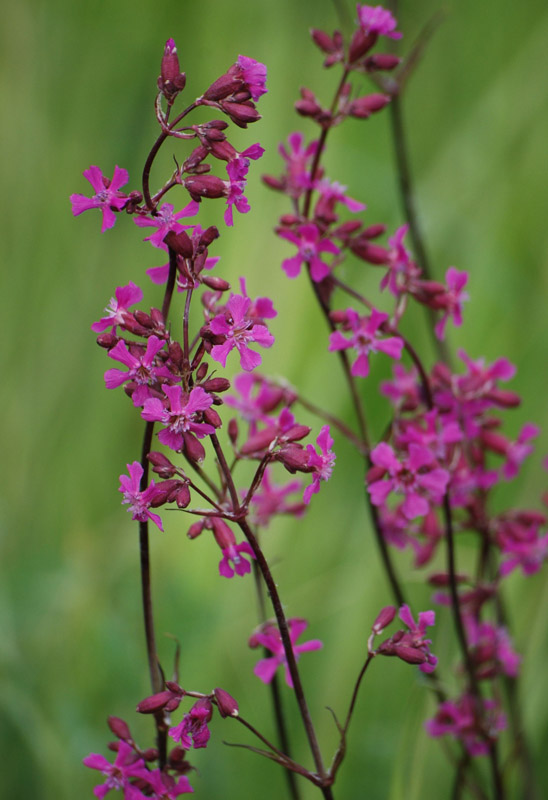 Изображение особи Viscaria vulgaris.