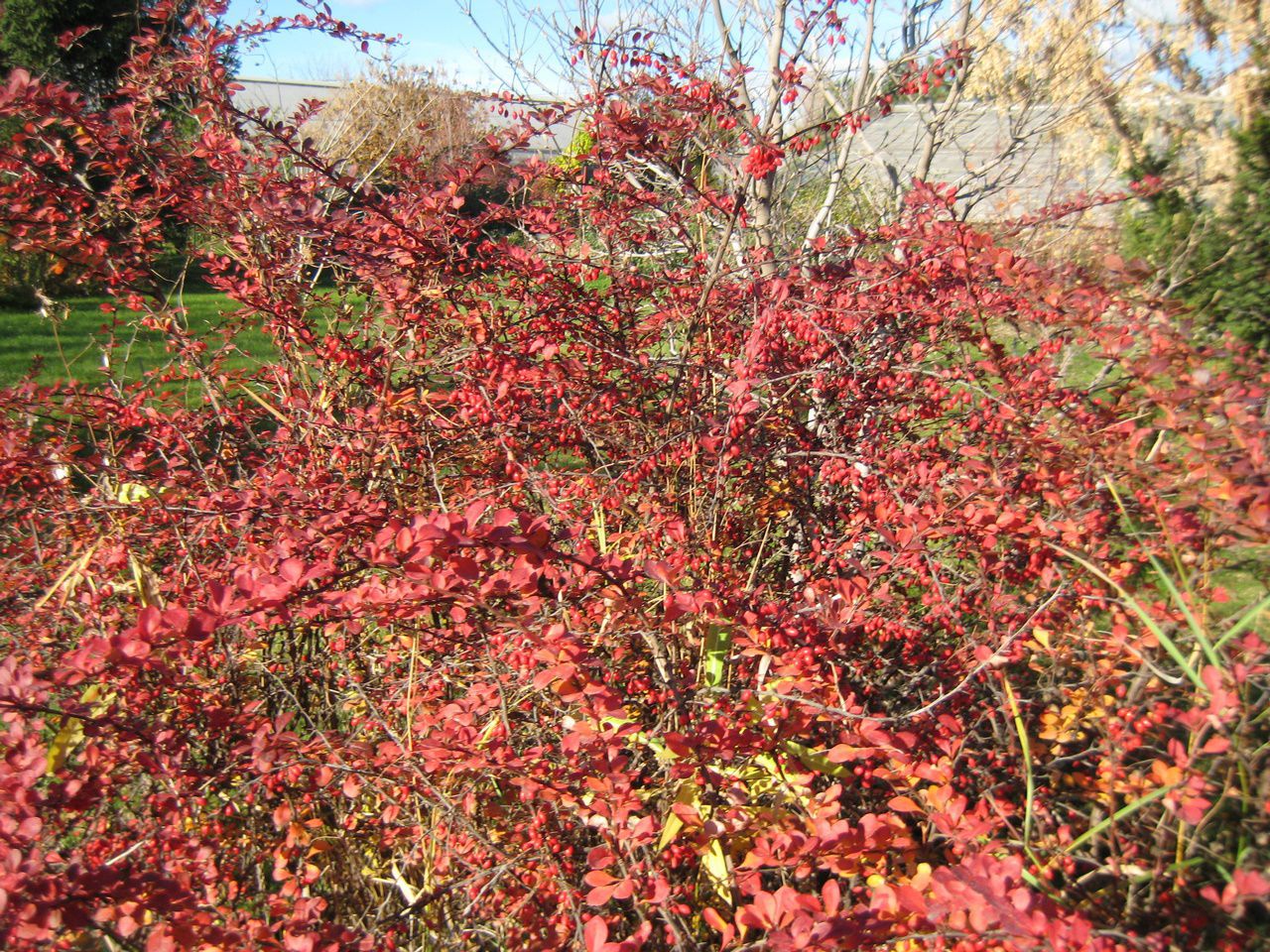 Image of Berberis thunbergii specimen.