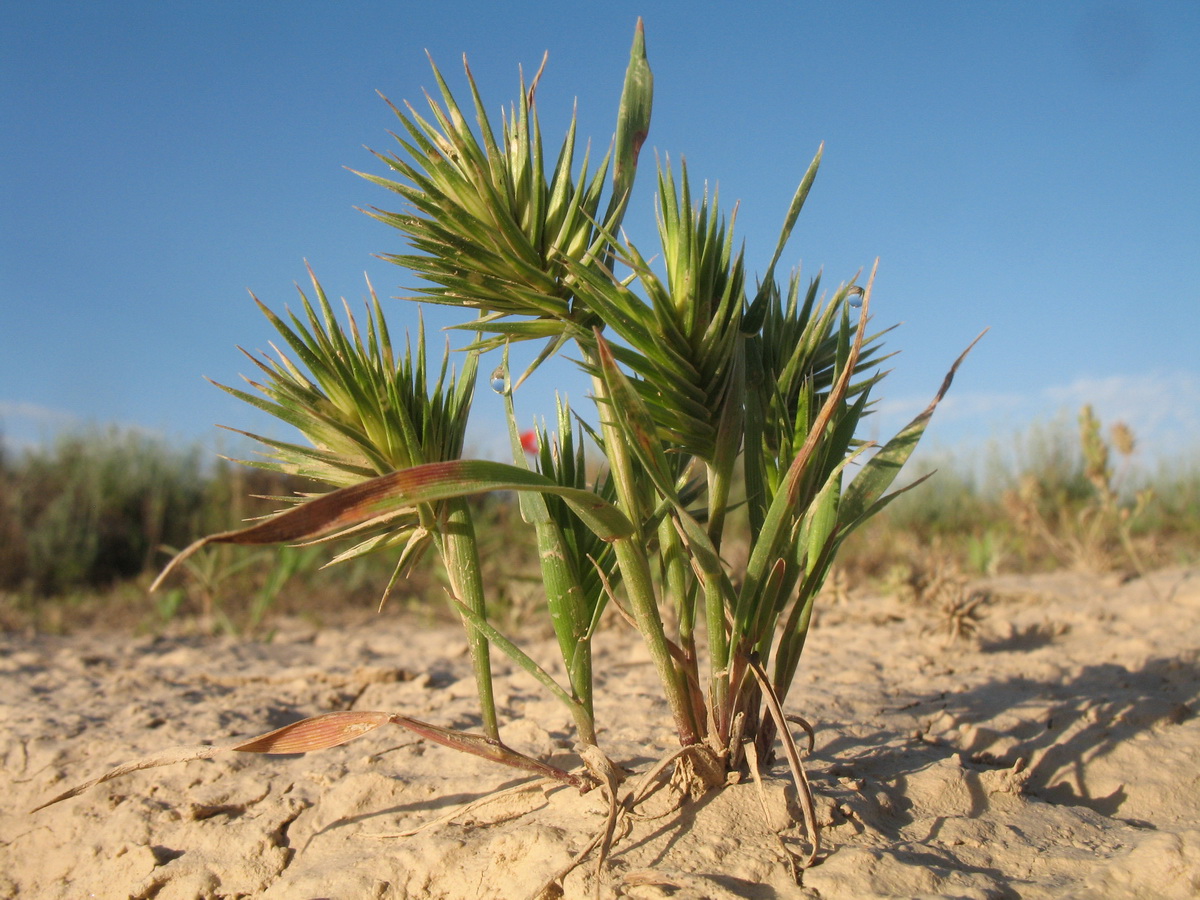 Image of Eremopyrum triticeum specimen.