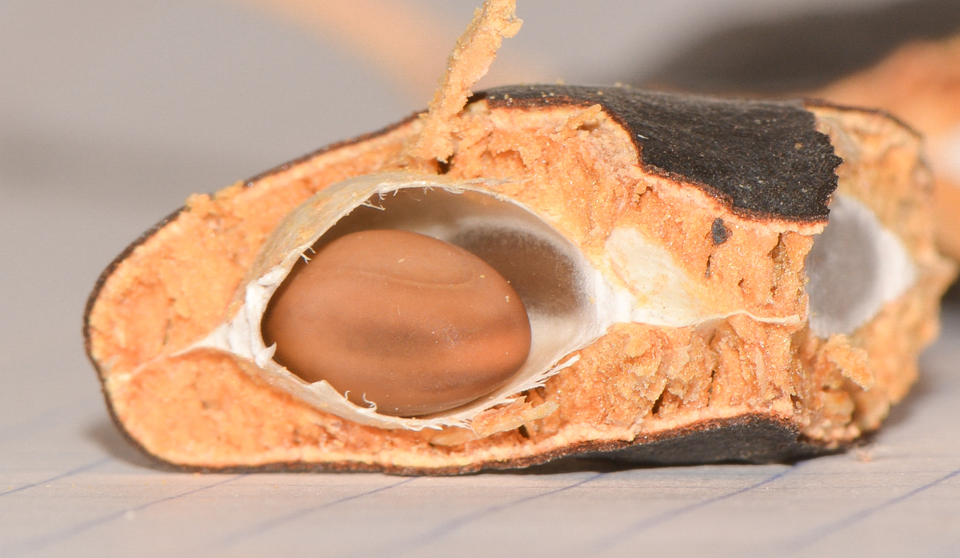 Image of Enterolobium cyclocarpum specimen.