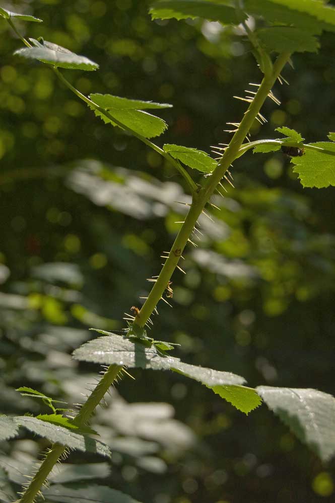 Image of Rosa viarum specimen.