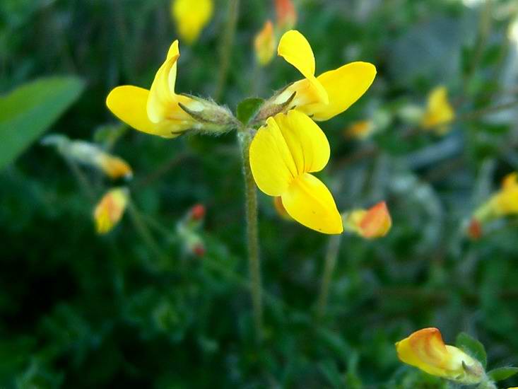 Изображение особи Lotus dvinensis.