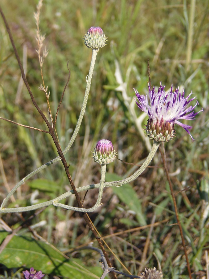 Изображение особи Jurinea pseudocyanoides.