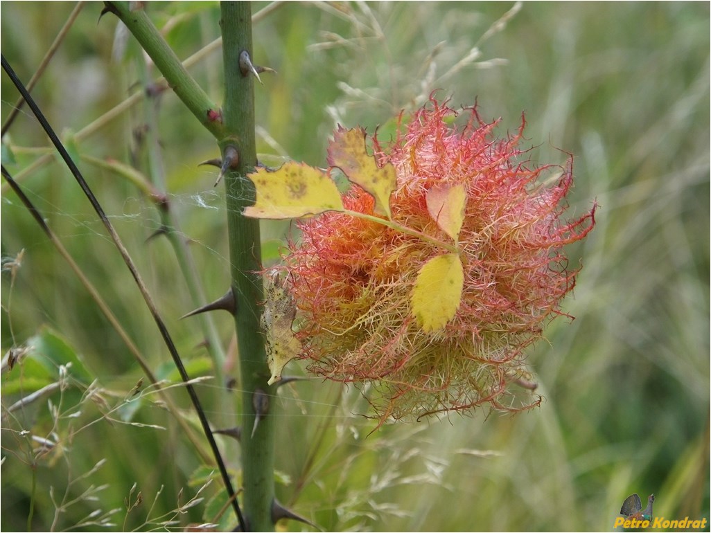 Image of Rosa canina specimen.