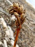 Dactylorhiza maculata. Верхушка прошлогоднего побега со вскрывшимися плодами-коробочками. Архангельск, свалка. 1 мая 2010 г.