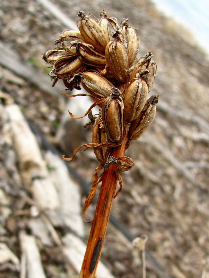 Image of Dactylorhiza maculata specimen.
